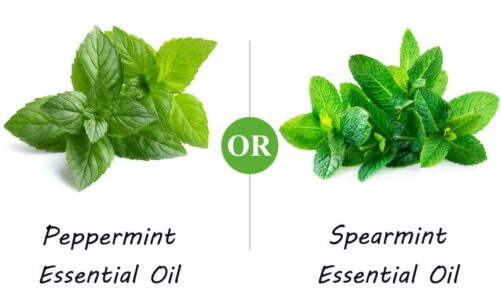 Peppermint or Spearmint Essential Oil – Which is Best?